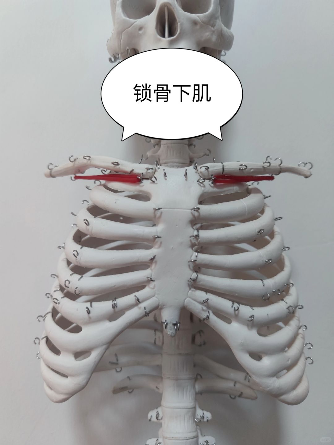 锁骨下肌