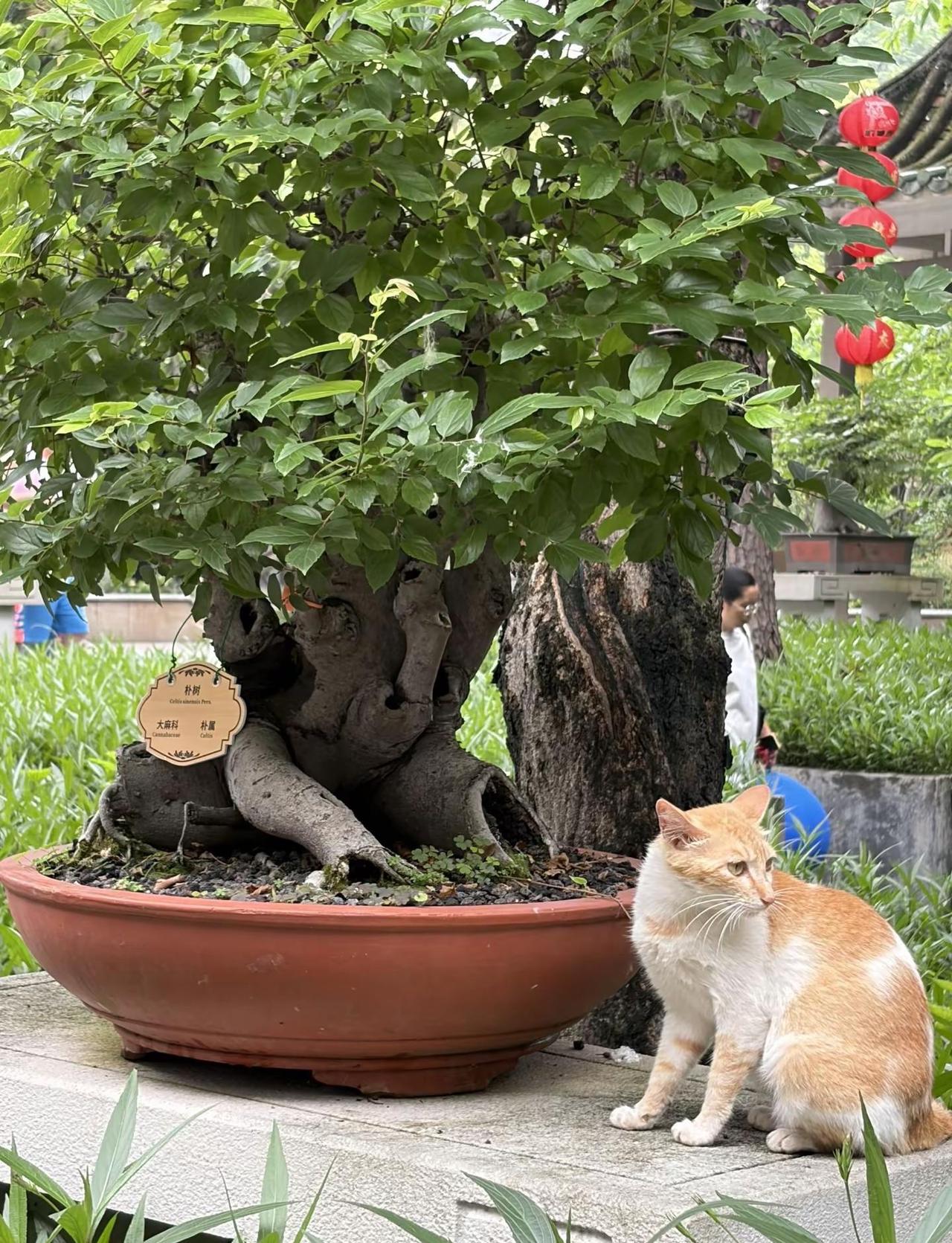 广州小众神仙秘境✨老广私藏百年盆景公园 广州小众神仙秘境✨老广私藏百年盆景公园，