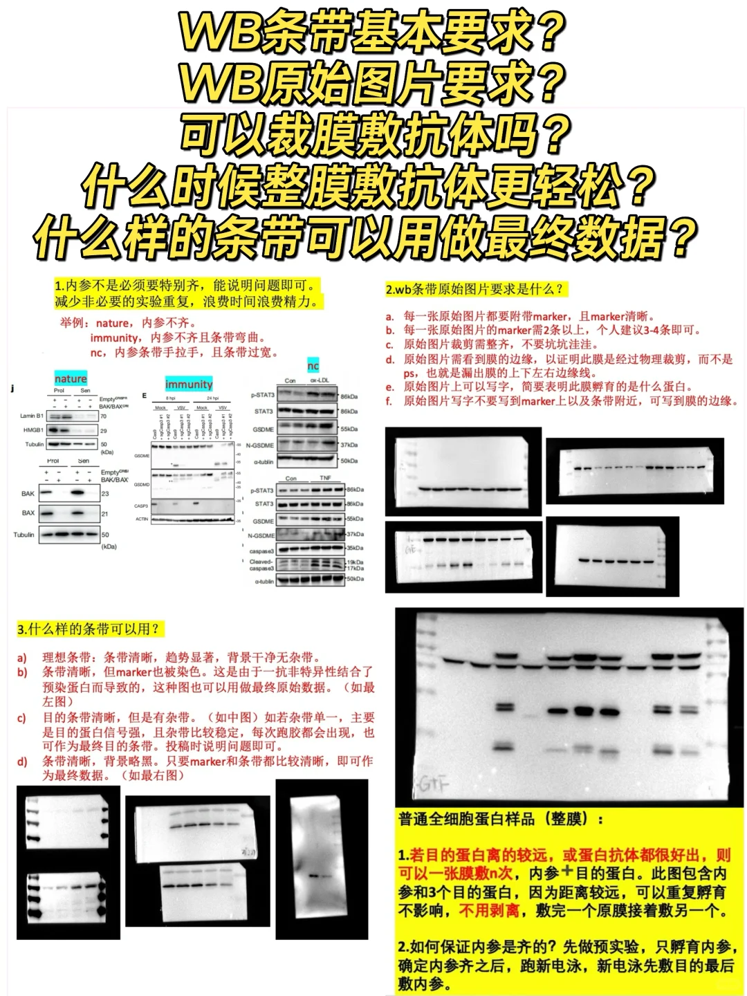 WB条带/裁膜整膜/原始图片要求等问题⚠️