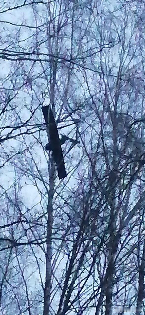 上树了，布良斯克，乌军夜间发动巡飞弹打击，遭到俄军各种装备拦截，几架巡飞弹变成了