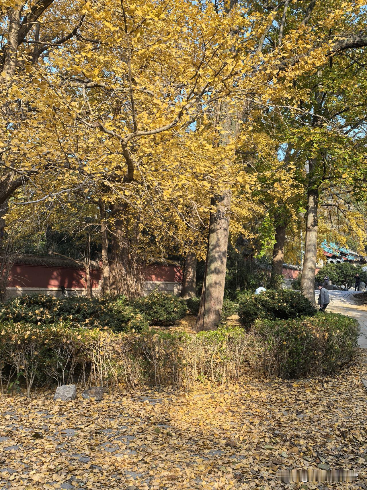 我心目中的崂山就是我手机中拍摄的这个样子。
这是我去太清宫拍摄的古树，太清宫的看