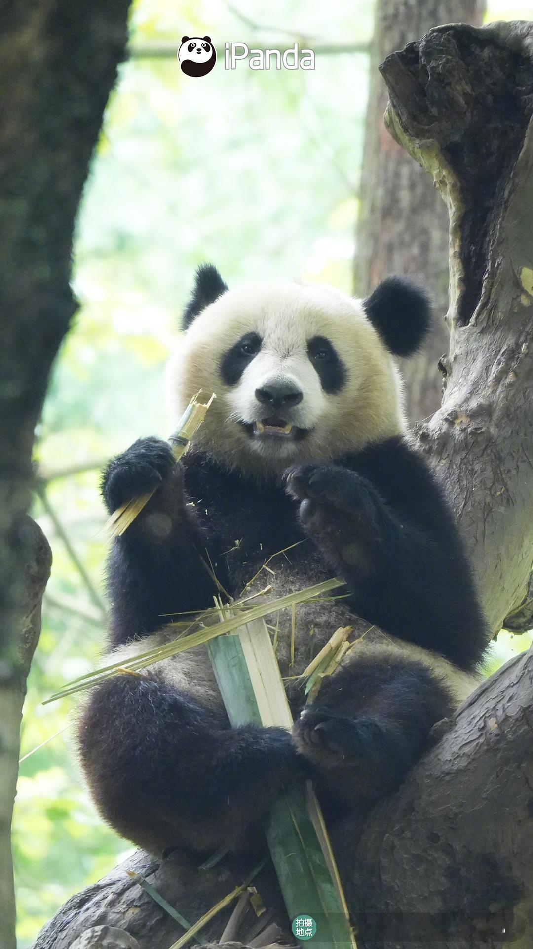乛 з乛 看什么呀，没见过在树上吃饭的小可爱吗？[白眼] #iPanda爱胖达#