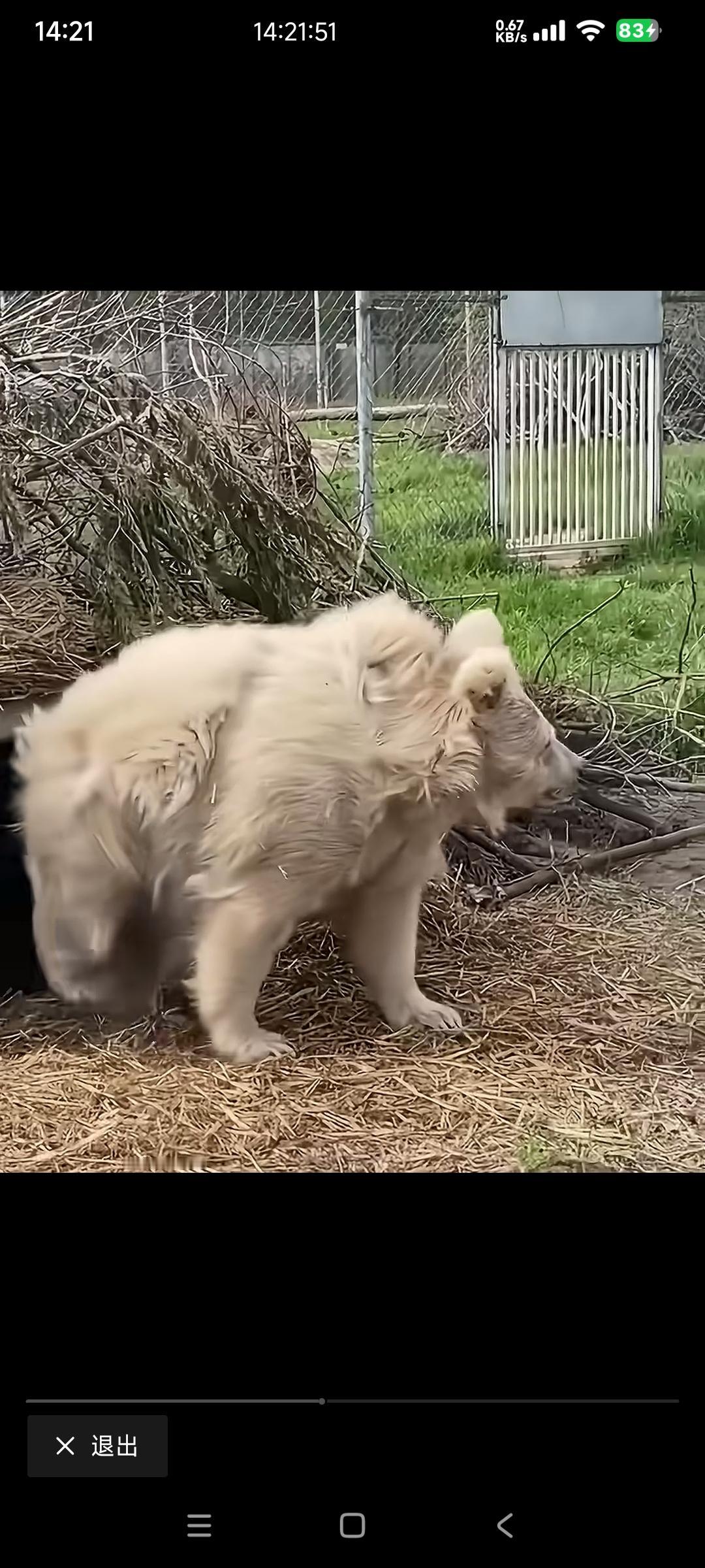 刚结束冬眠的熊瘦成狗，瘦骨嶙峋无精打采看起来很虚弱。

网友问，这个时候的熊，我