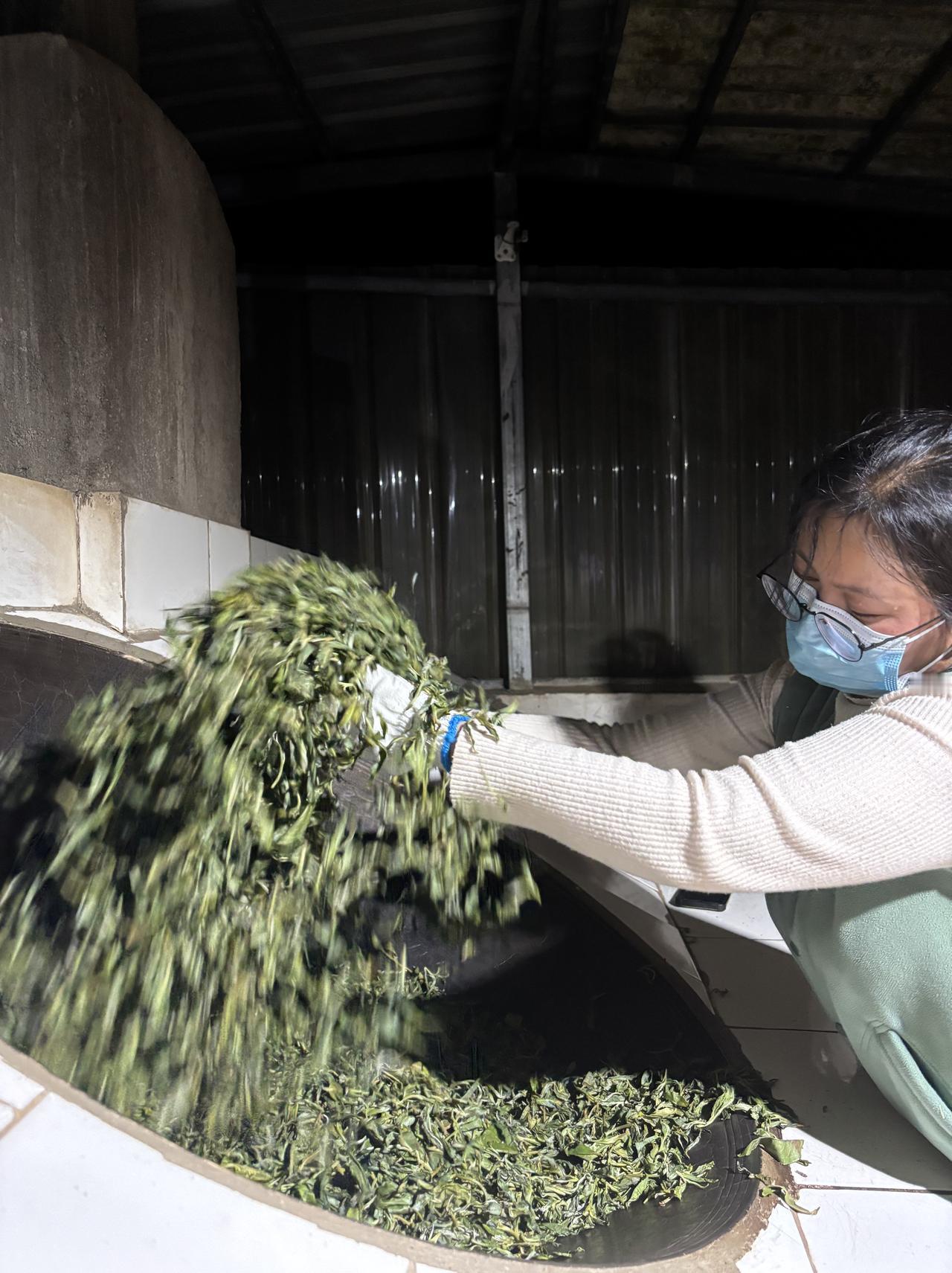 再辛苦两天，春茶也结束啦[比心]再苦也有坚持 纯手工茶 鲜爽春茶 春茶采茶制茶