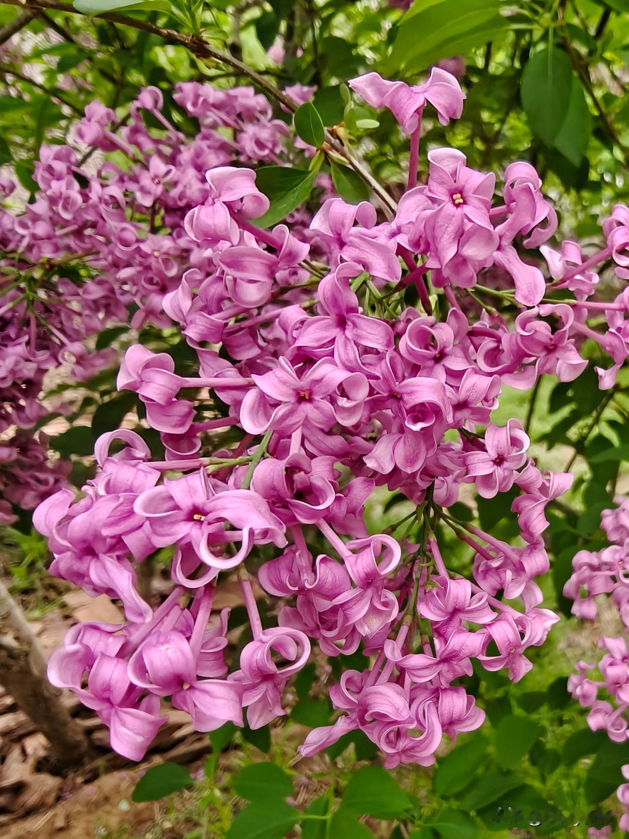 七绝·紫丁香
紫雾轻笼一树香，柔枝缀玉映春光。
风牵碎影含清韵，喑把幽心诉短长。