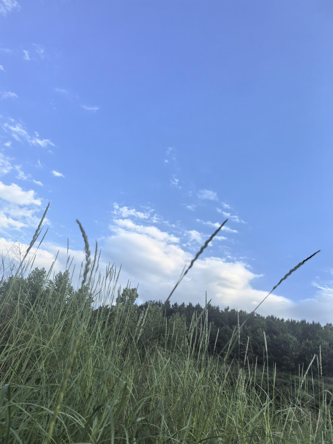 碧空如洗，芳草萋萋。
