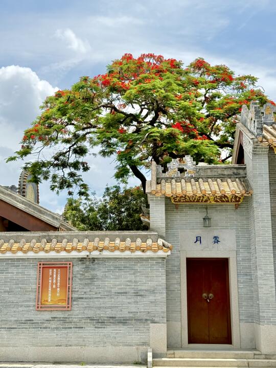 当凤凰花遇上龙归的岭南古建筑时