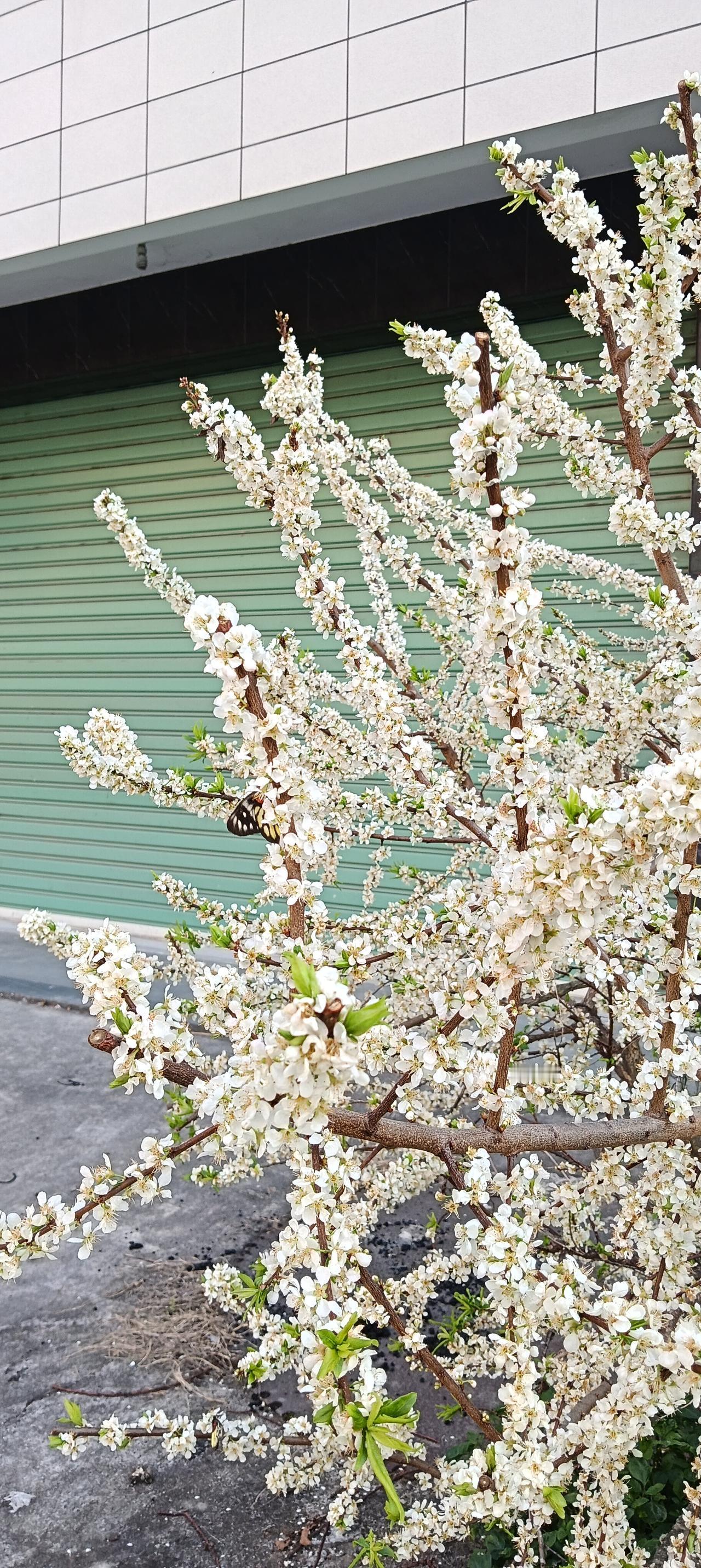 李花盛开的时候，花枝串串，满树雪白，引来许多蝴蝶、蜜蜂前来采蜜，把整个春天点缀着