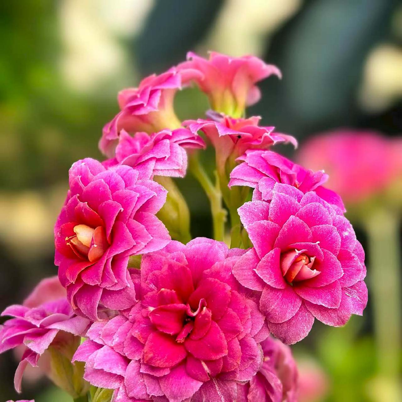 分享一张随手拍的花上海街头百花齐放争奇斗艳，上海的春天太美了。