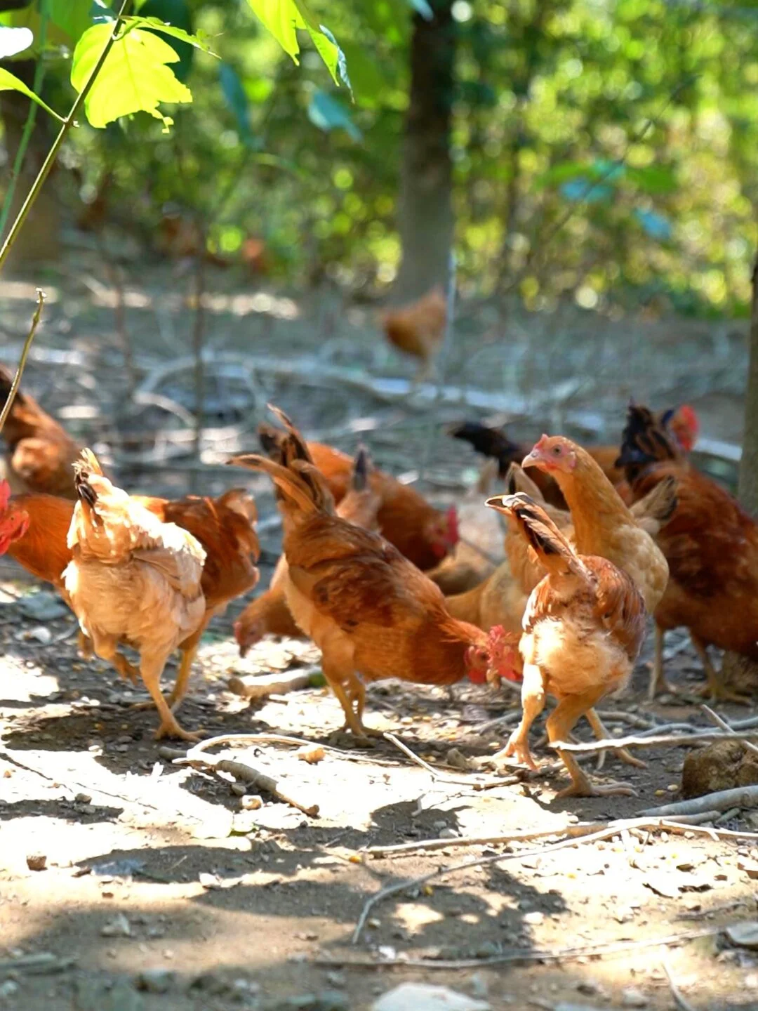 吃鸡还是土鸡香，喝汤还是土鸡汤