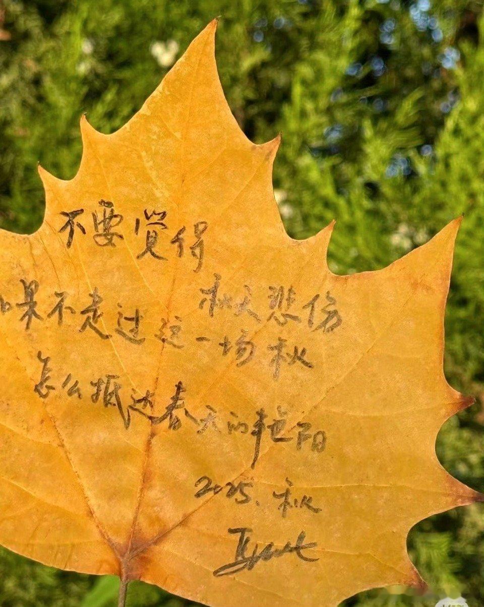马思纯在落叶上写秋天 马思纯在落叶上写秋天，指尖轻抚过叶脉如触碰时光。她把痛感酿