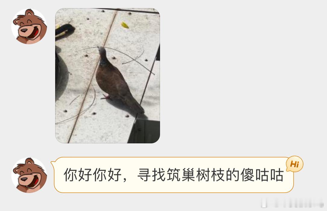 鸟粉投稿 筑巢的【珠颈斑鸠】这几根树枝怕是已经占了工程量的一大半了🙊 ​​​
