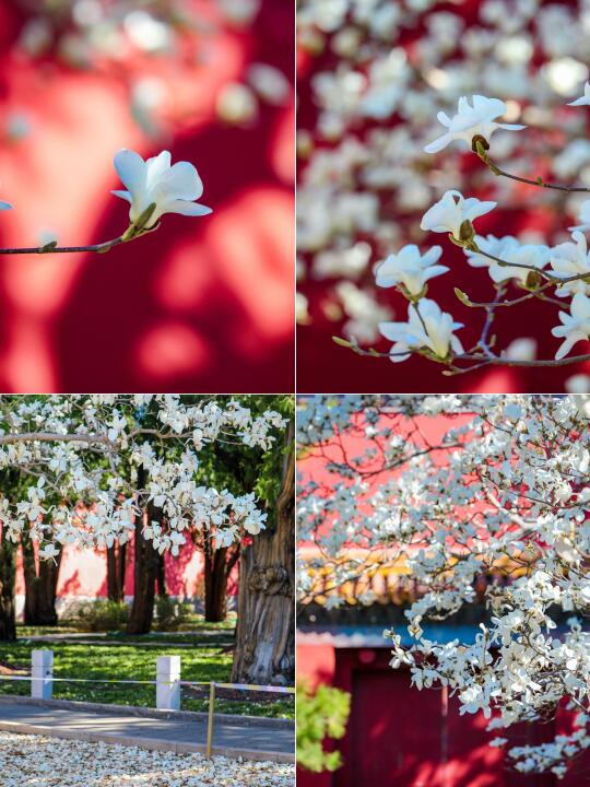 3.24实拍📷故宫旁小众秘境，这里玉兰已开炸