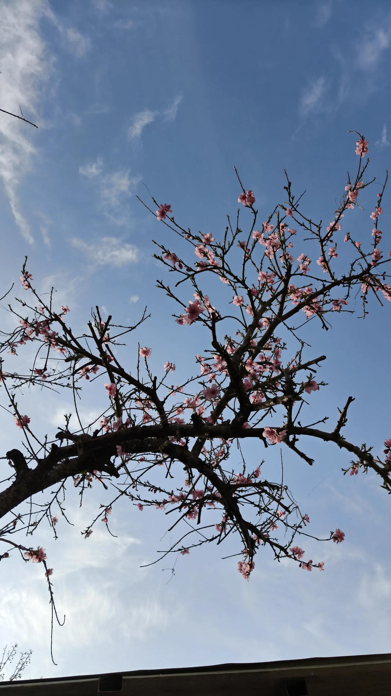 随手拍一张天空照蓝天下的桃花，开得灿烂，春天就在这些烂漫的沁人心脾的花🌸香里。