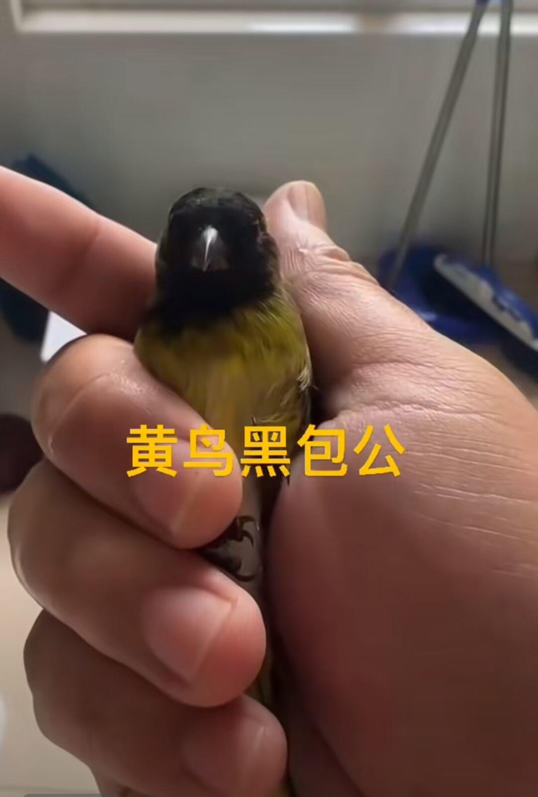 你见过哪种黄雀爱鸟护鸟 鸟类实拍