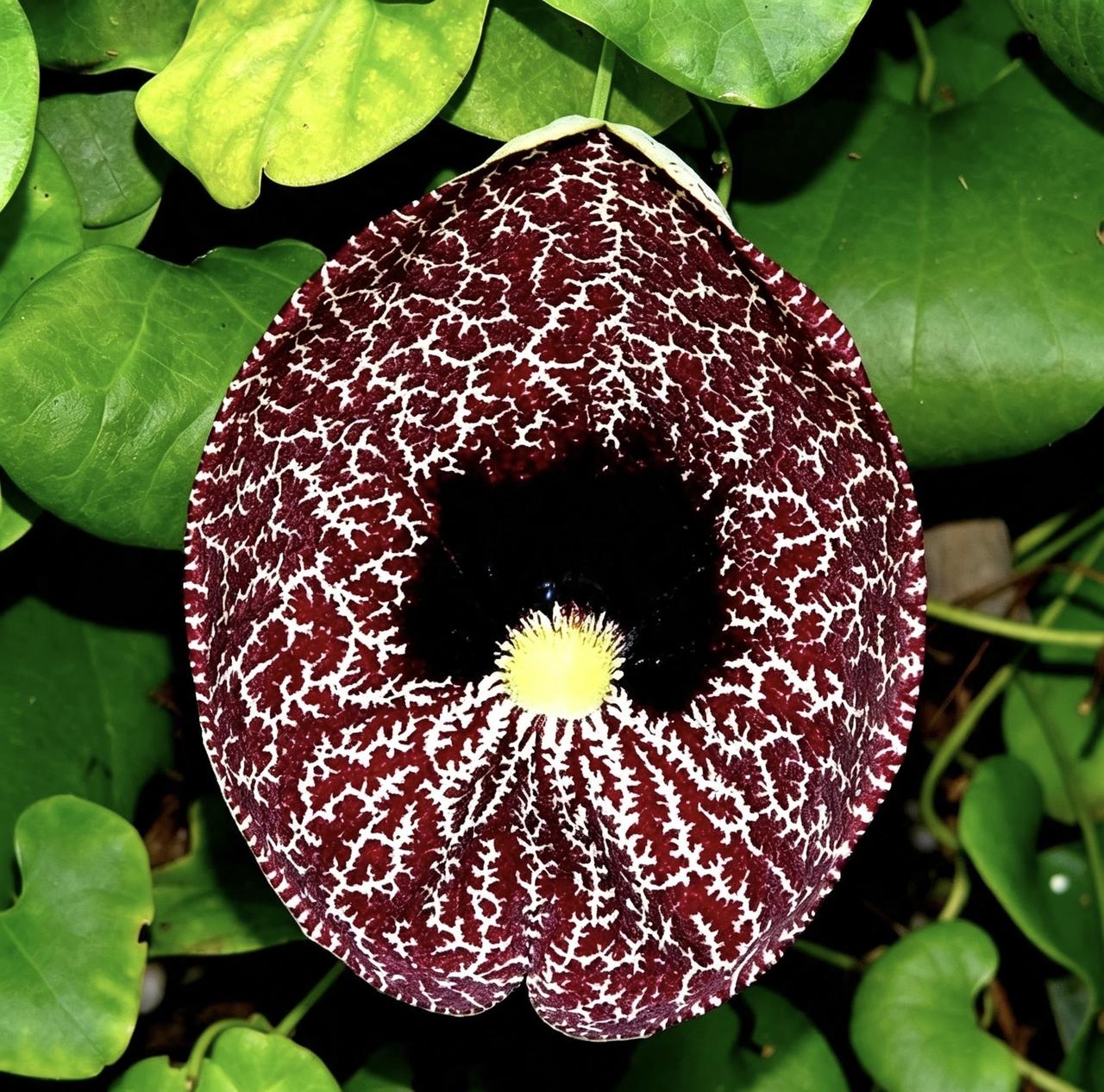 美丽马兜铃
异名备注：学界现修订学名 Aristolochia littoral