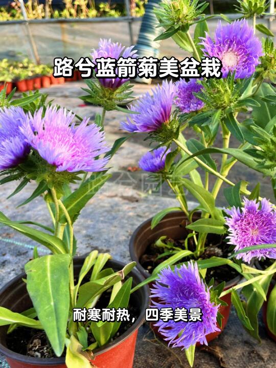 🌼菊花控必入！法式小香风盆栽🎍