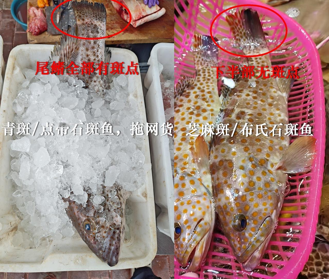 青斑/点带石斑鱼，是最常见的中大型石斑鱼了，昨天在莲花山看到一条拖网的。青斑和芝