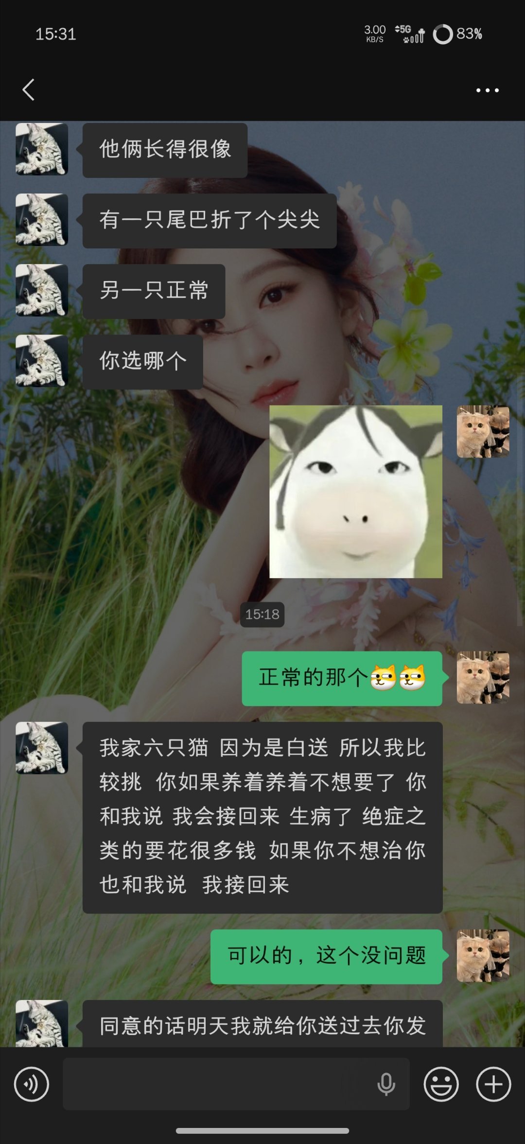 家里又要添小猫喽 