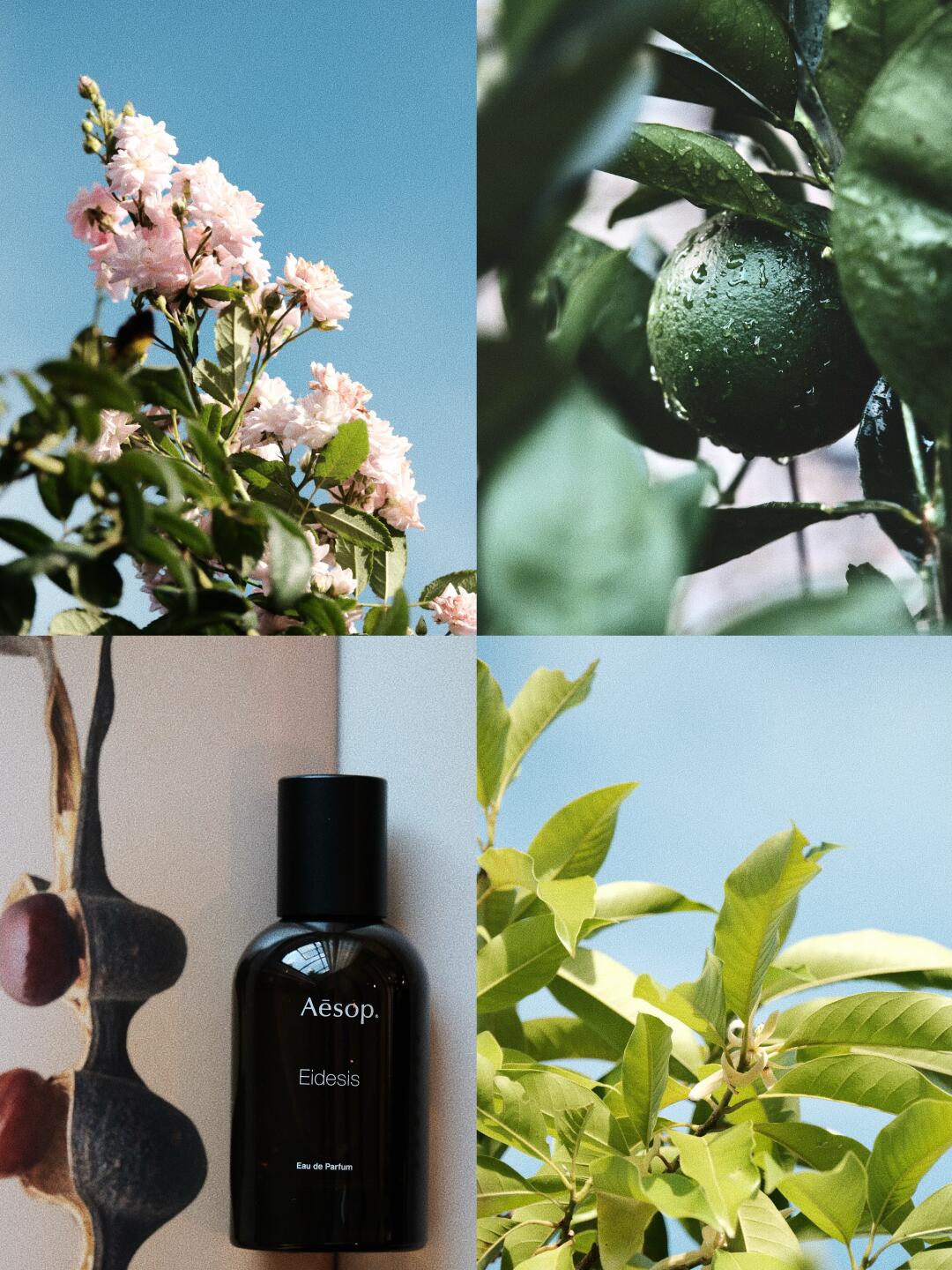 简化外物 专注感官 像植物一样自由生长