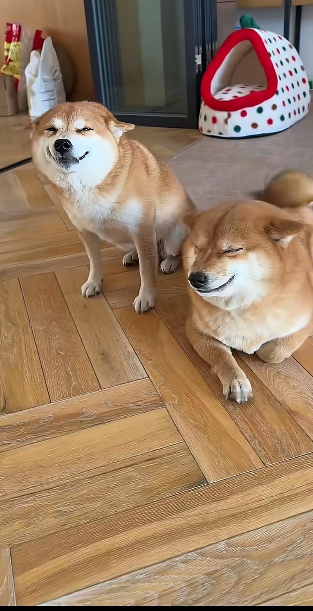 俗话说，人(狗)怕出名猪怕壮！
鬼迷日眼笑得跟早市见到不靠谱一样的可爱狗狗。
以