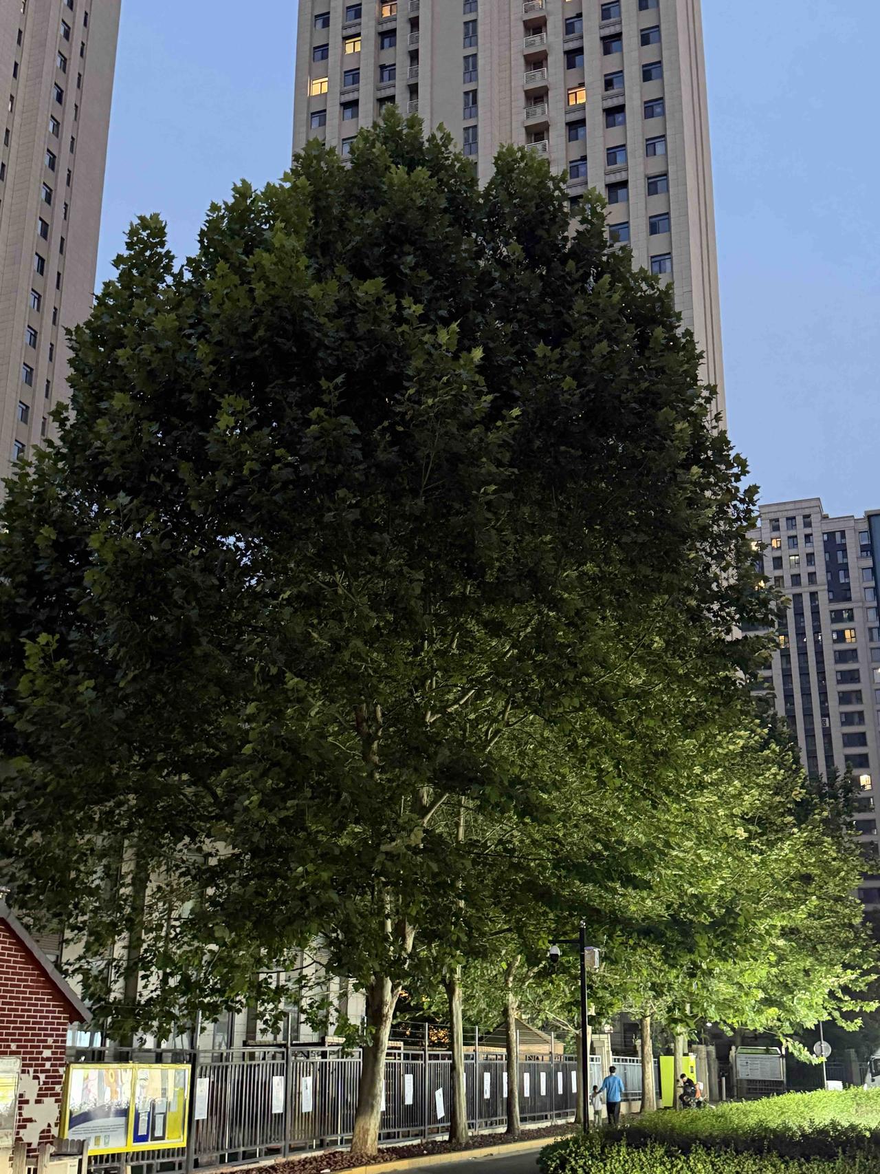 黄昏时分，高楼林立，绿树掩映，城市静谧之美。城市傍晚风光 城市黄昏光影 高楼城市