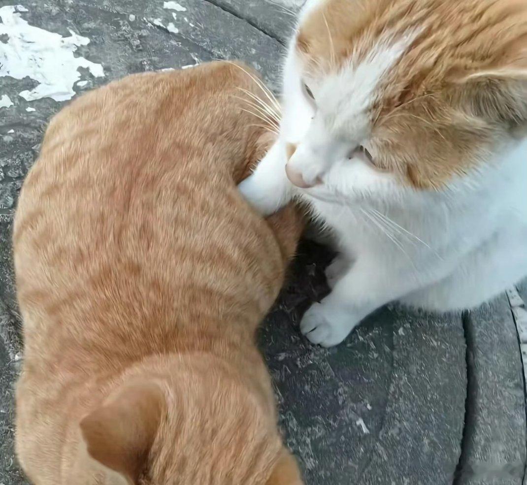 踩橘东篱下，橘猫 ​​​