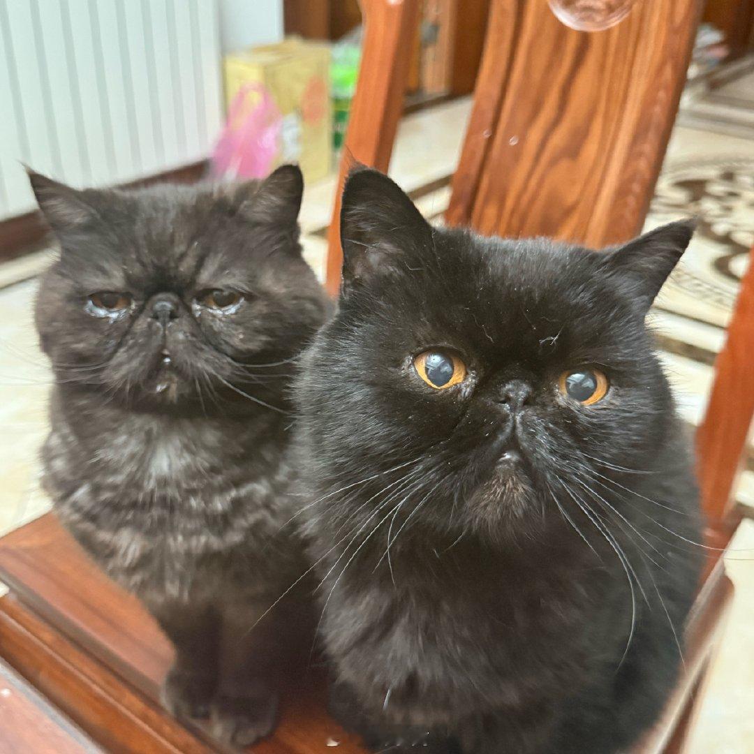 《后汉书》云：「同敝相济，故其徒有繁。」这两个货，只有在要饭的时候，会达成空前的