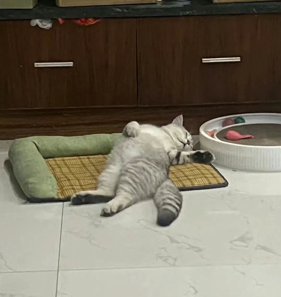 猫咪的状态像极了周末放假的我