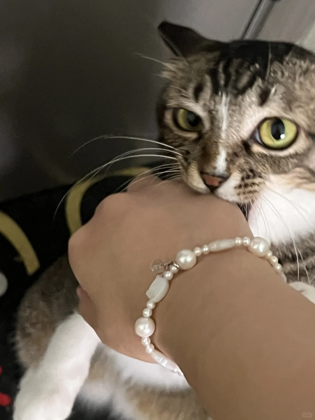 怎么小猫咪也有两幅面孔