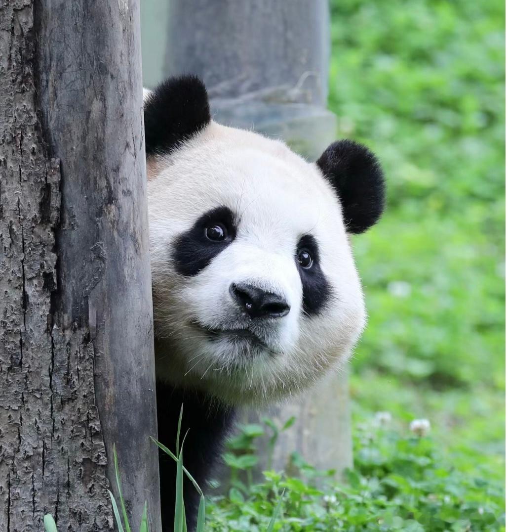 #福宝会对暗号了# 我们开朗猪猪到哪里都能交到好朋友[爱慕] ​​​