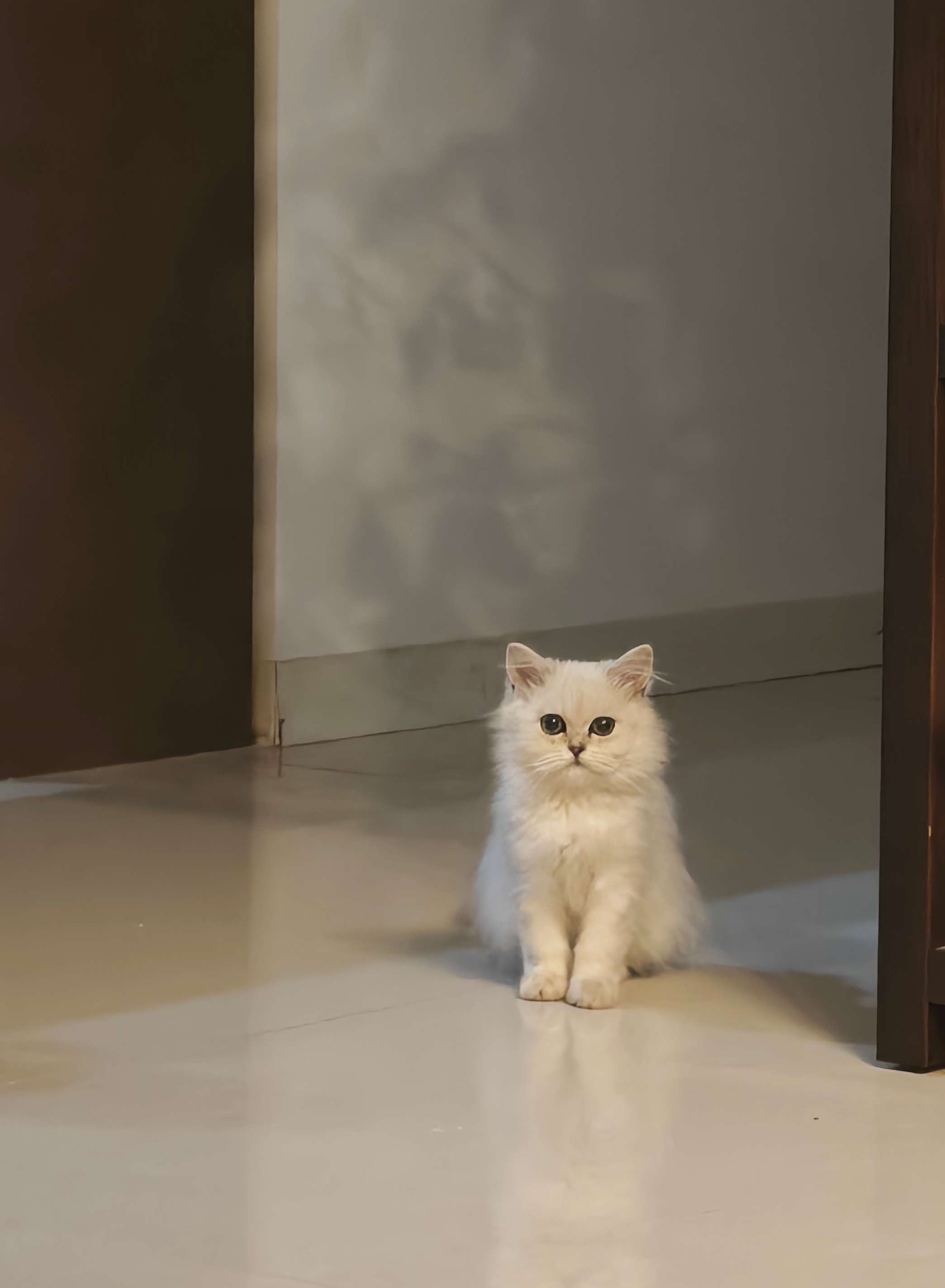 今年的6月6号在小区楼下捡了一只脏兮兮生病的小猫，当时猫鼻支和猫藓都非常严重。听