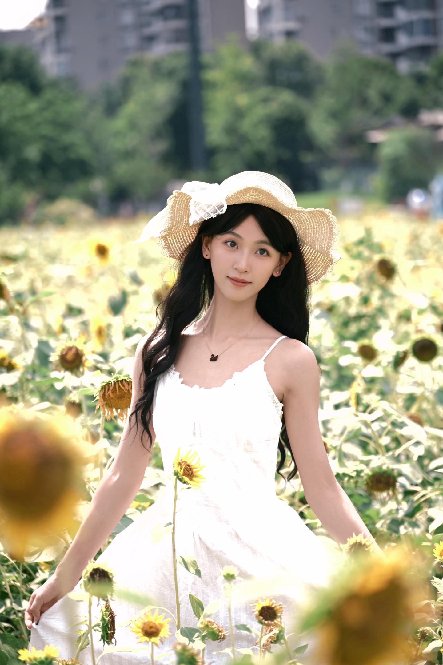 向日葵写真🌻