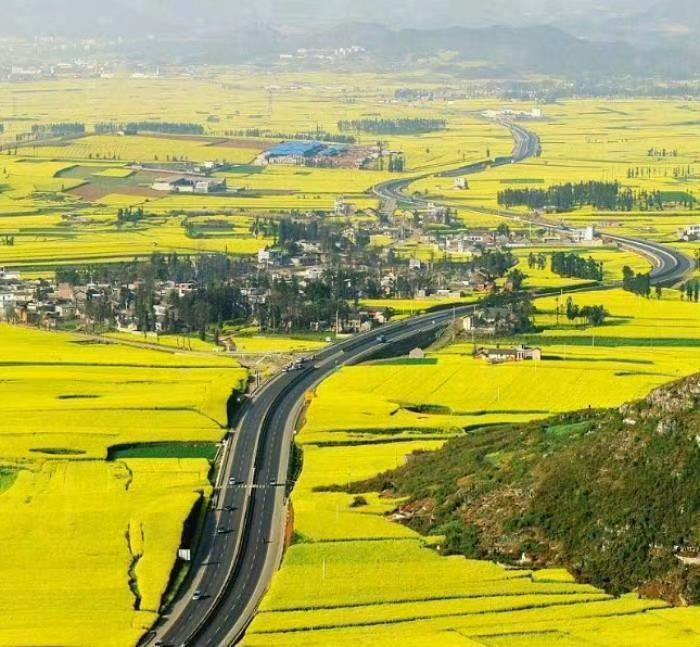 【这里是云南】每年春节过后，罗平坝子就是油菜花的海洋。 
