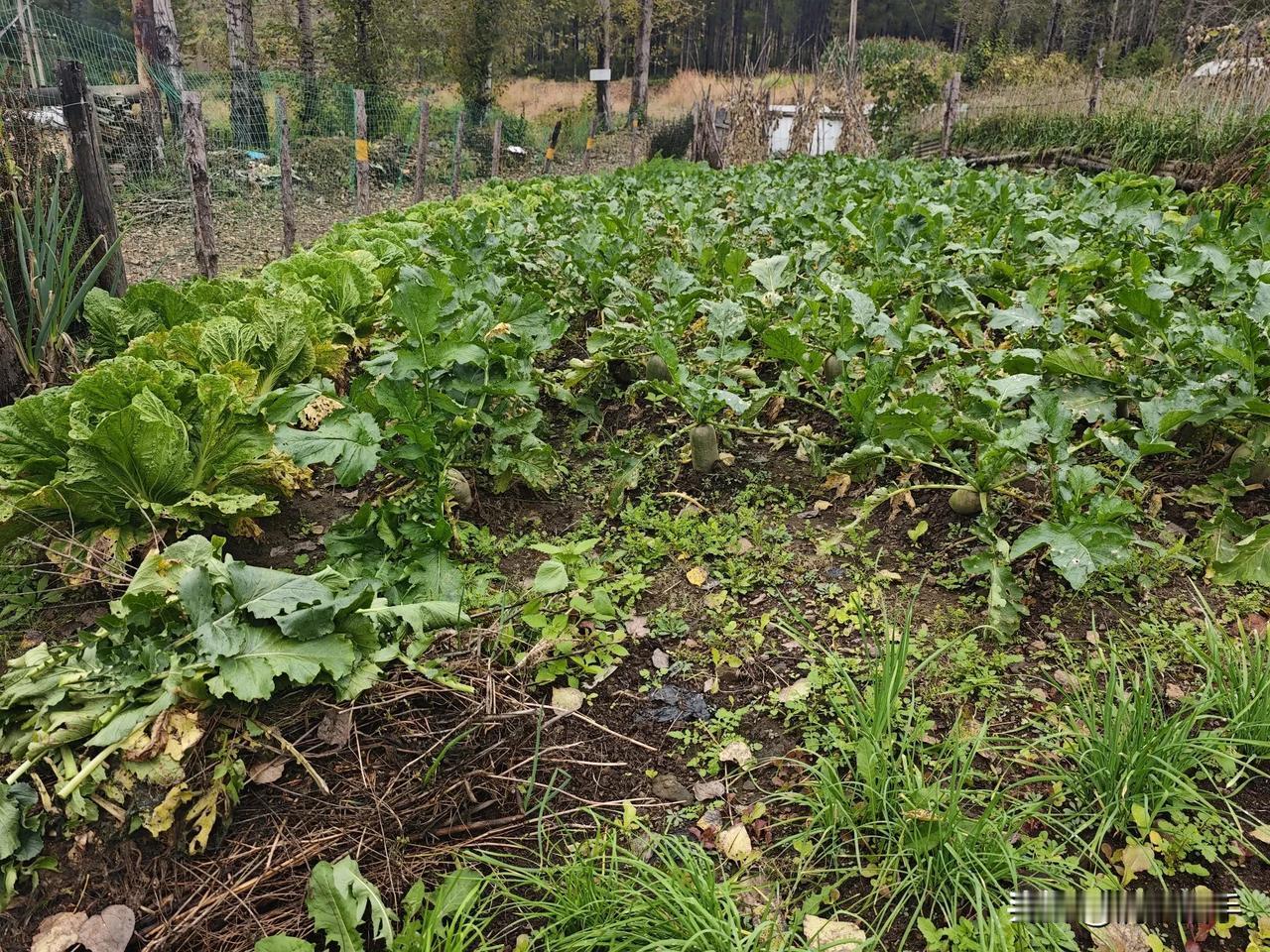 一亩三分地，根本吃不完，两季不愁吃[呲牙][呲牙][呲牙]，该收割了，吃不完就晒