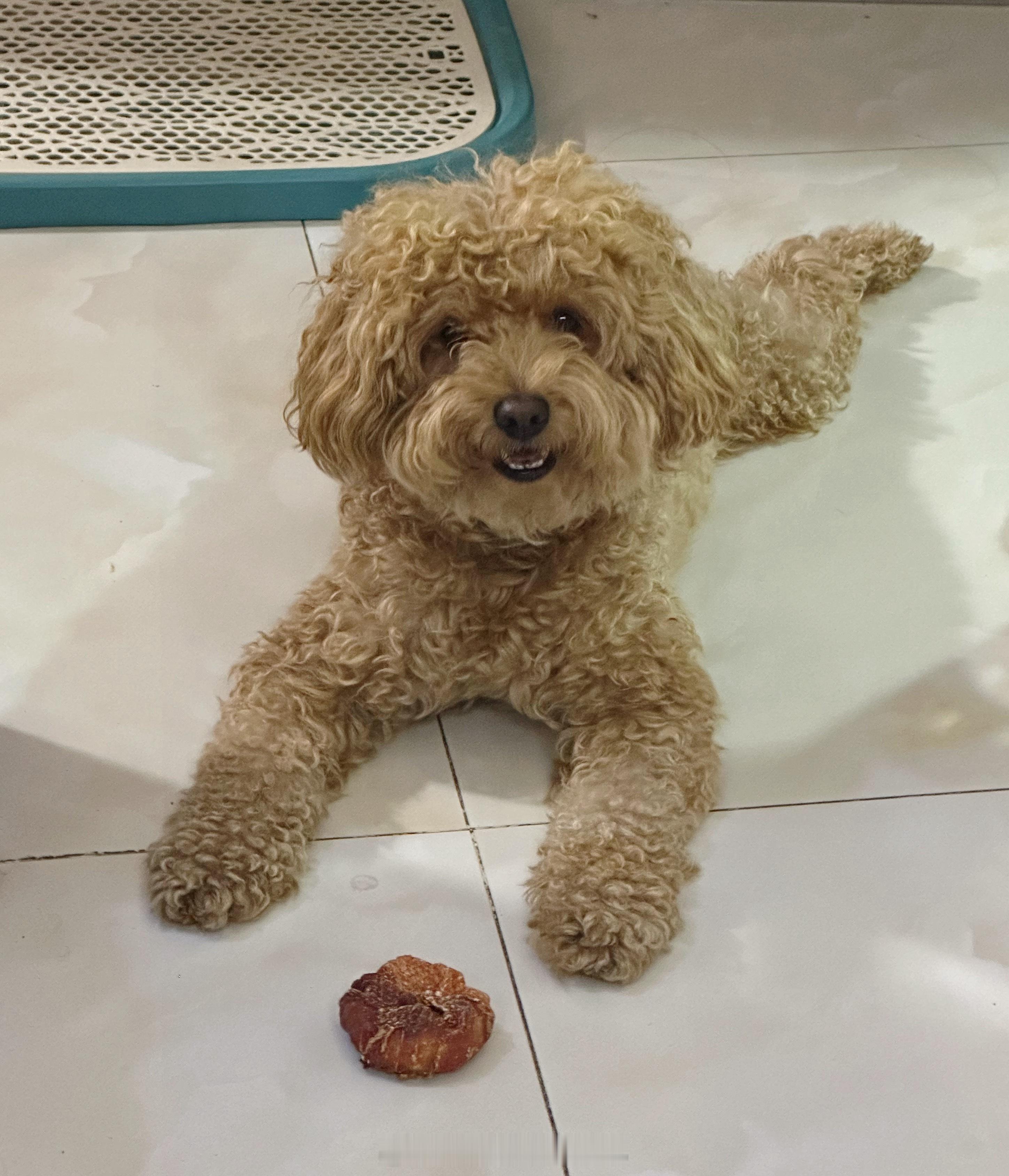 以为降温，穿了个秋天的冲锋衣出门遛狗🐕，热死了[泪奔]（配图一张潦草小狗）。昨