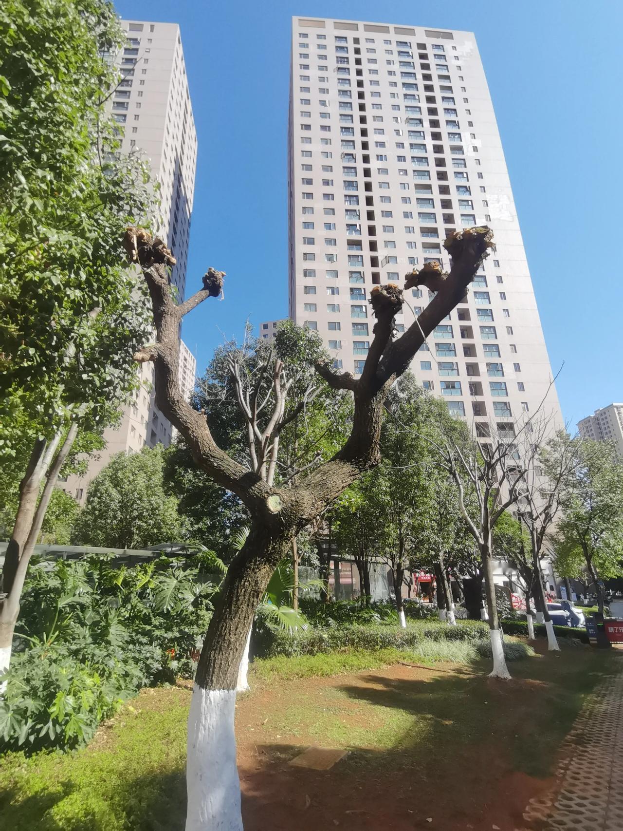 这些树就是没有生在该生在的地方，看来是砍了很多次了，种植的时候就要选好位置啊！