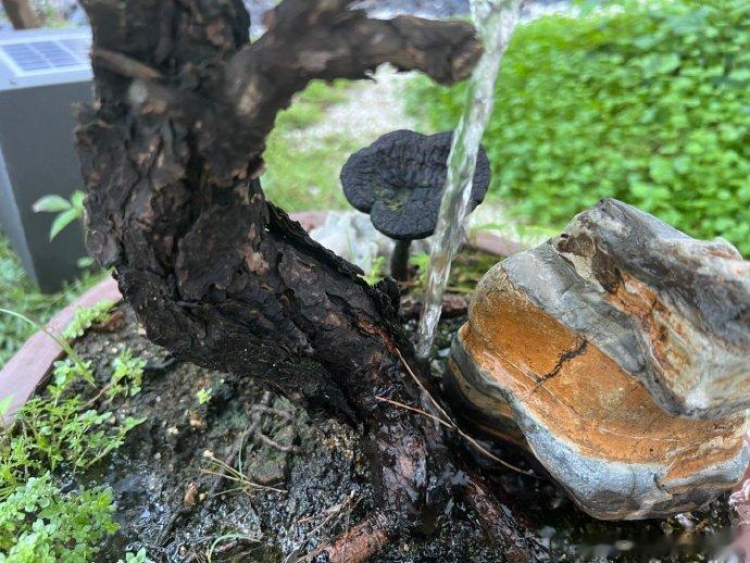 #中医式生活# 解渴养过花花草草的人应该有这个体会，当盆中缺水的时候如果用很大的