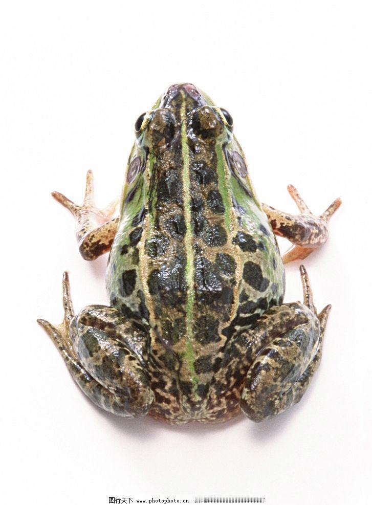 淄博蛙类旧记：青蛙、疥蛤蟆与气蛤蟆
 
淄博这地方，水洼多、沟塘多、菜园多，自古