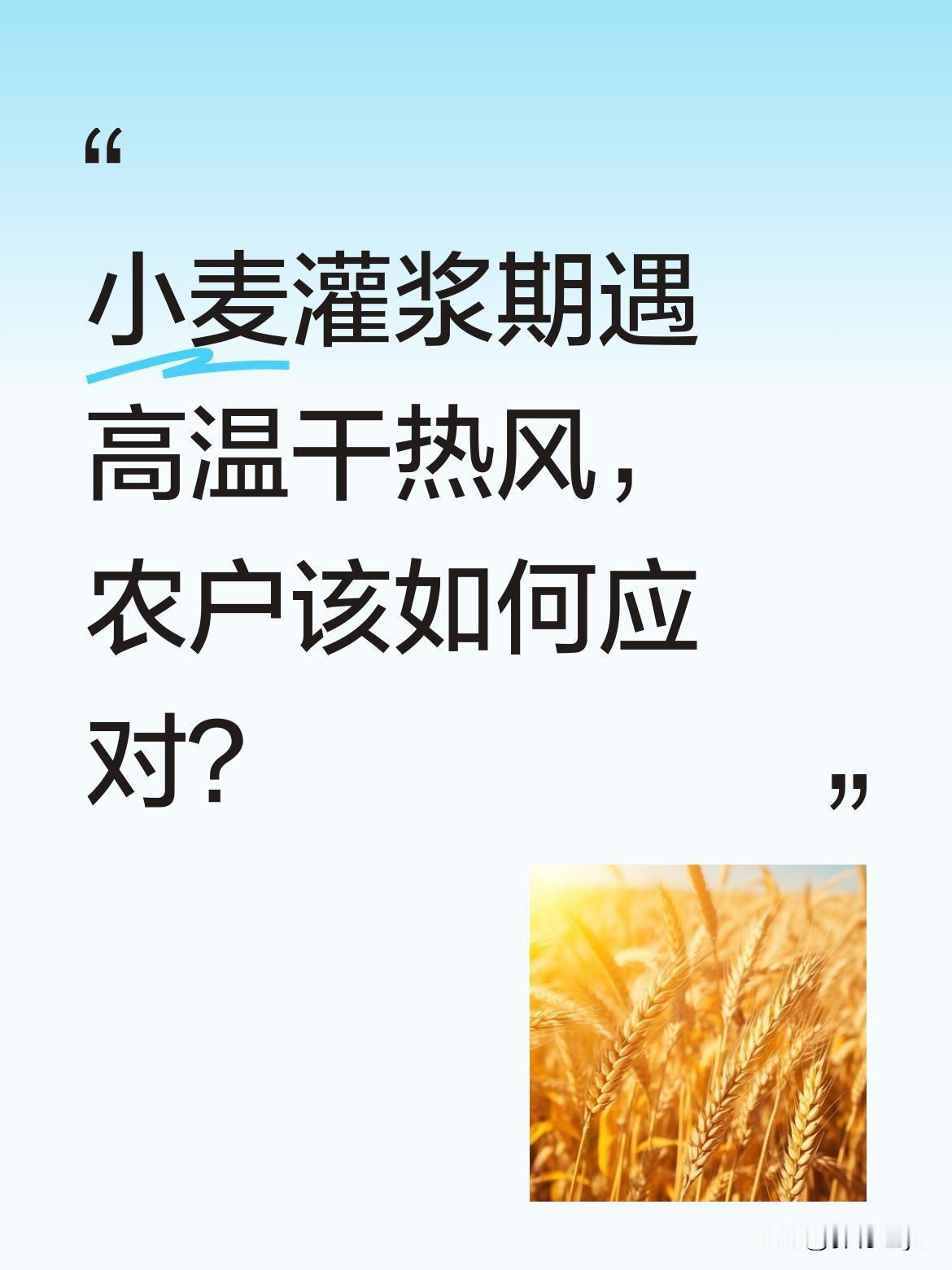 小麦灌浆期遇高温干热风，农户该如何应对？
据提醒，部分地区小麦正处灌浆关键期，5