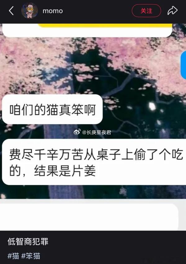 低智商犯罪 