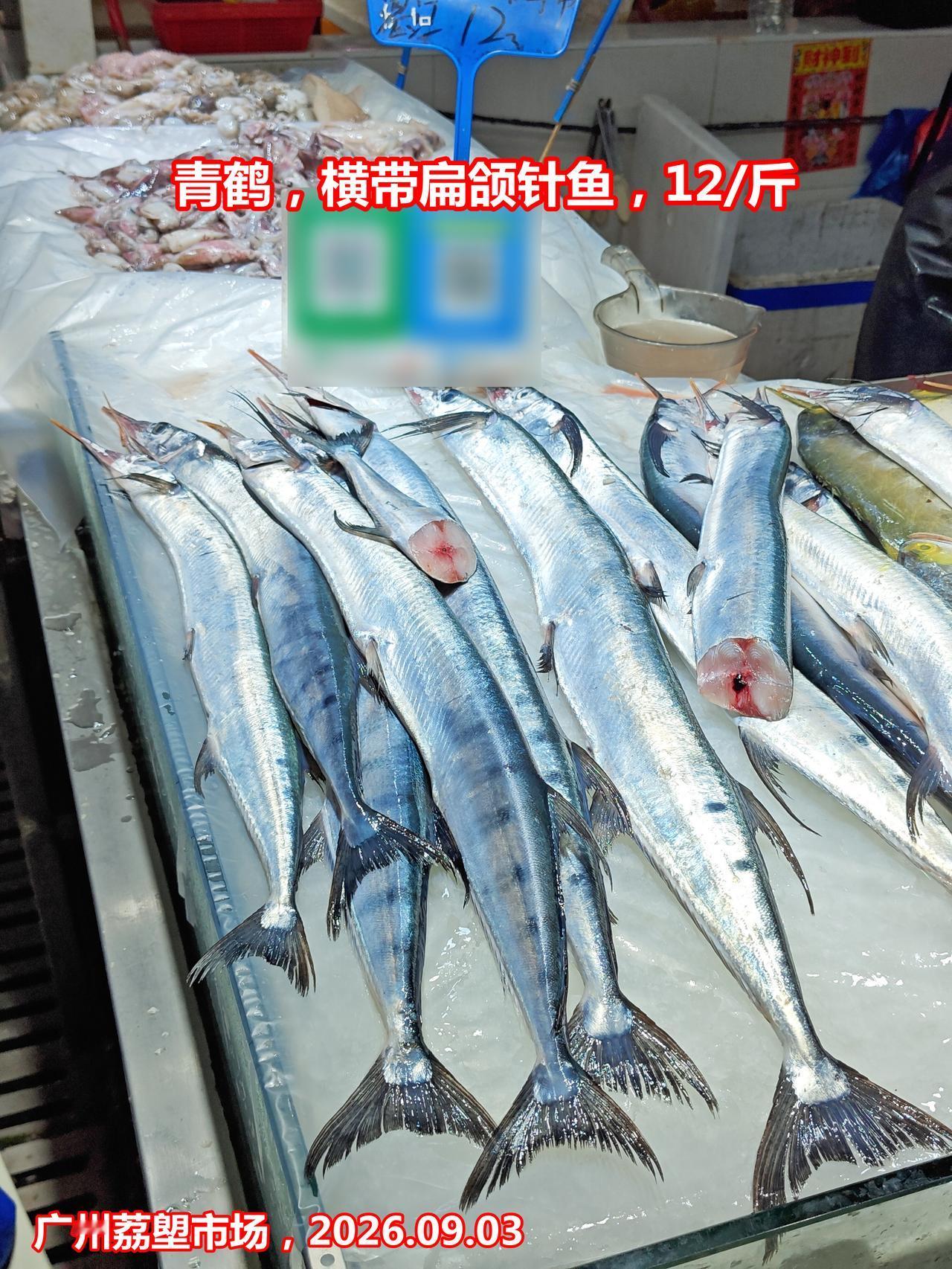 市场博物：广州荔塱6种海鱼，2026.09.03

1、青鹤，横带扁颌针鱼/Ab