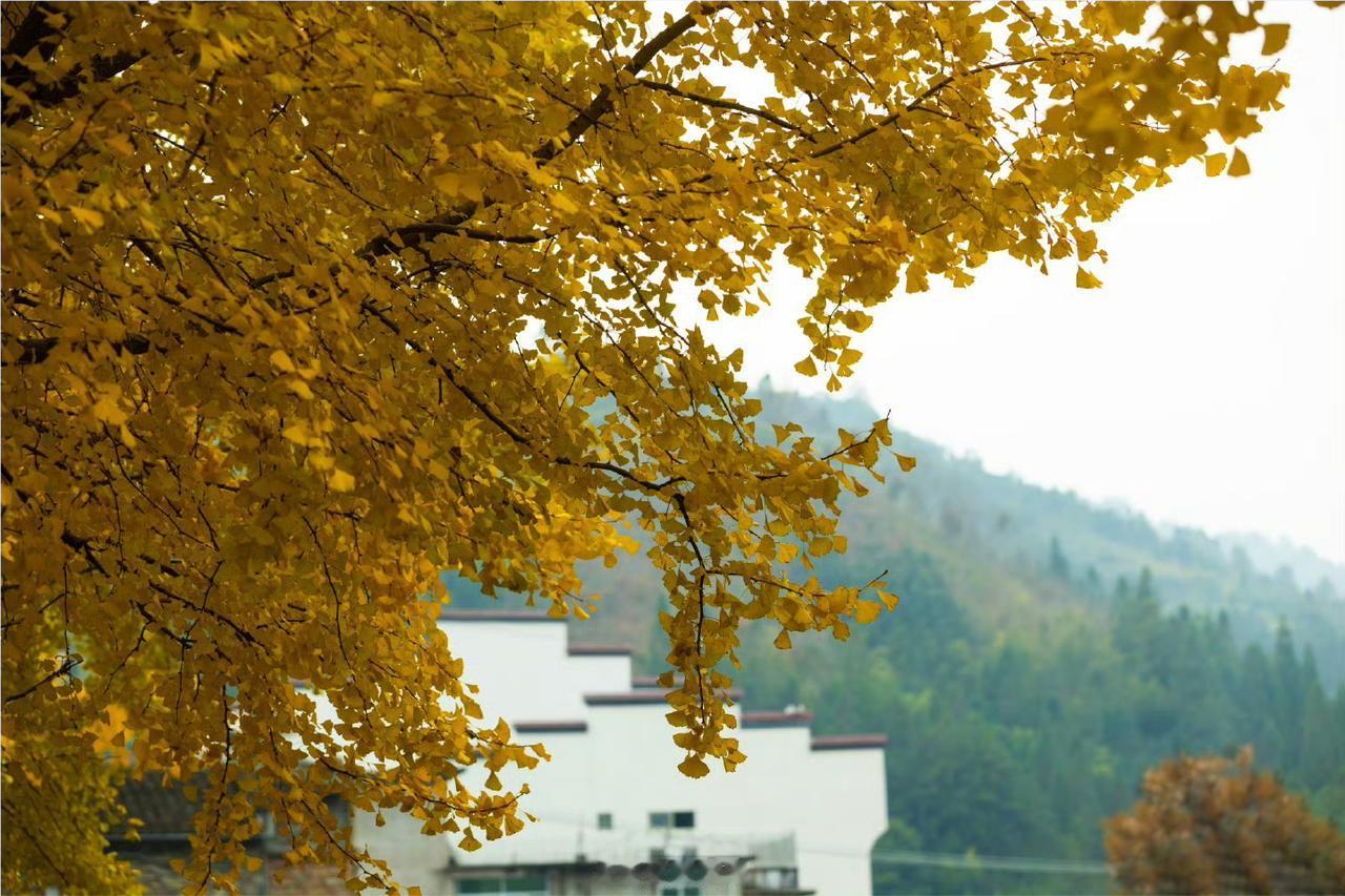 【拍福建的冬 - 宁德屏南·双溪镇】

银杏树满树金黄，风吹叶动好似金色的海浪翻