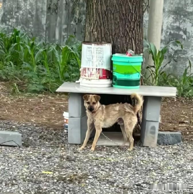 中国公民面对恶犬袭击、入室打砸等不法侵害时，因担忧报复、防卫过当追责而选择“不反
