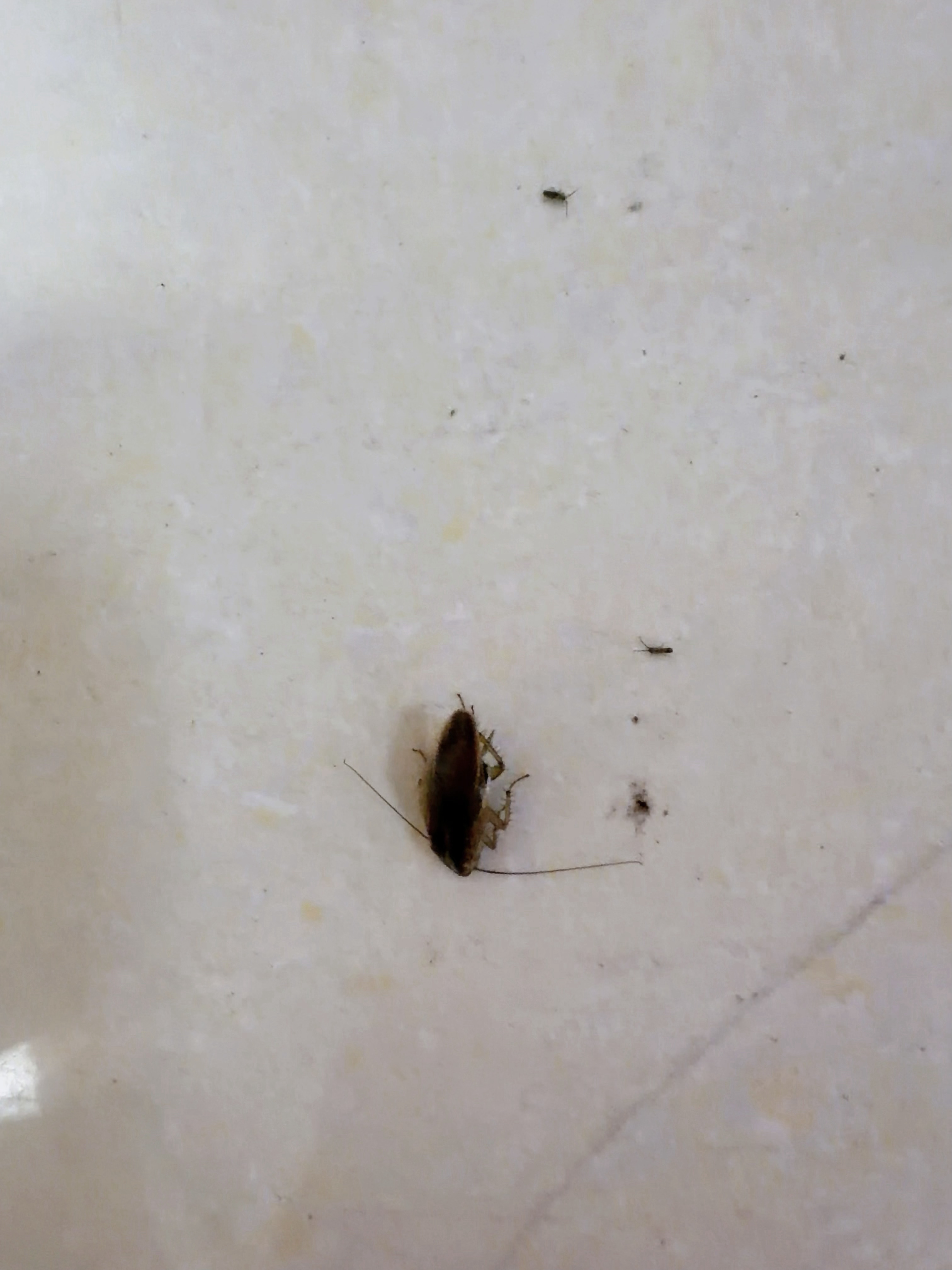 夜班为什么那么多虫子蚊子啊，卧槽Σ(°ロ°)一到夜班我就杀生，烦死ヽ(‘´メ)ﾉ