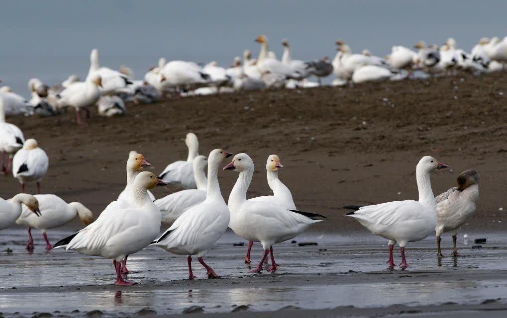 【美报告h5n5型禽流感致人死亡病例 　据信为全球首例】
据新华社报道，美国华盛