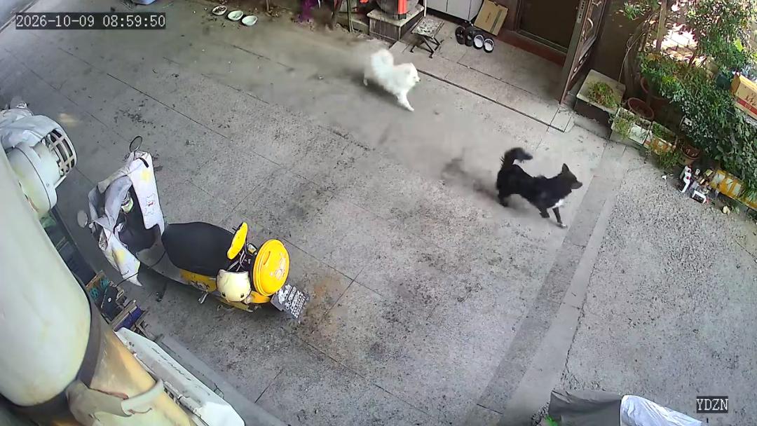 两条狗追着路人吠，主人却不在场：山东邹平首例涉犬罚单落地，拴绳从来不是小事！
