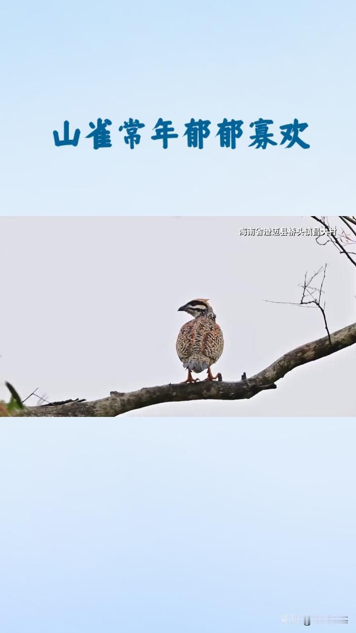 七绝《鹧鸪惜羽》
惜羽幽栖不肯翔，
空留清唳向斜阳。
平生未向千山去，
半梦半醒