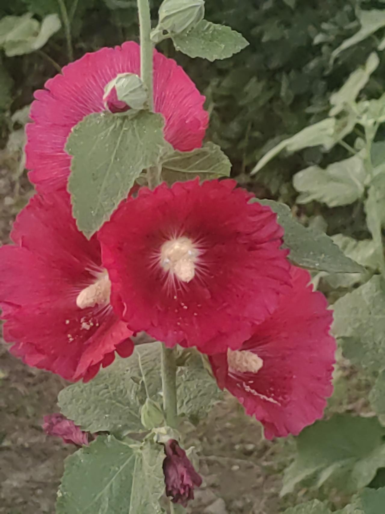 夏日，欣赏蜀葵花（又名大福气），实乃一大乐事。每年从五月直至深秋，蜀葵花都会于枝