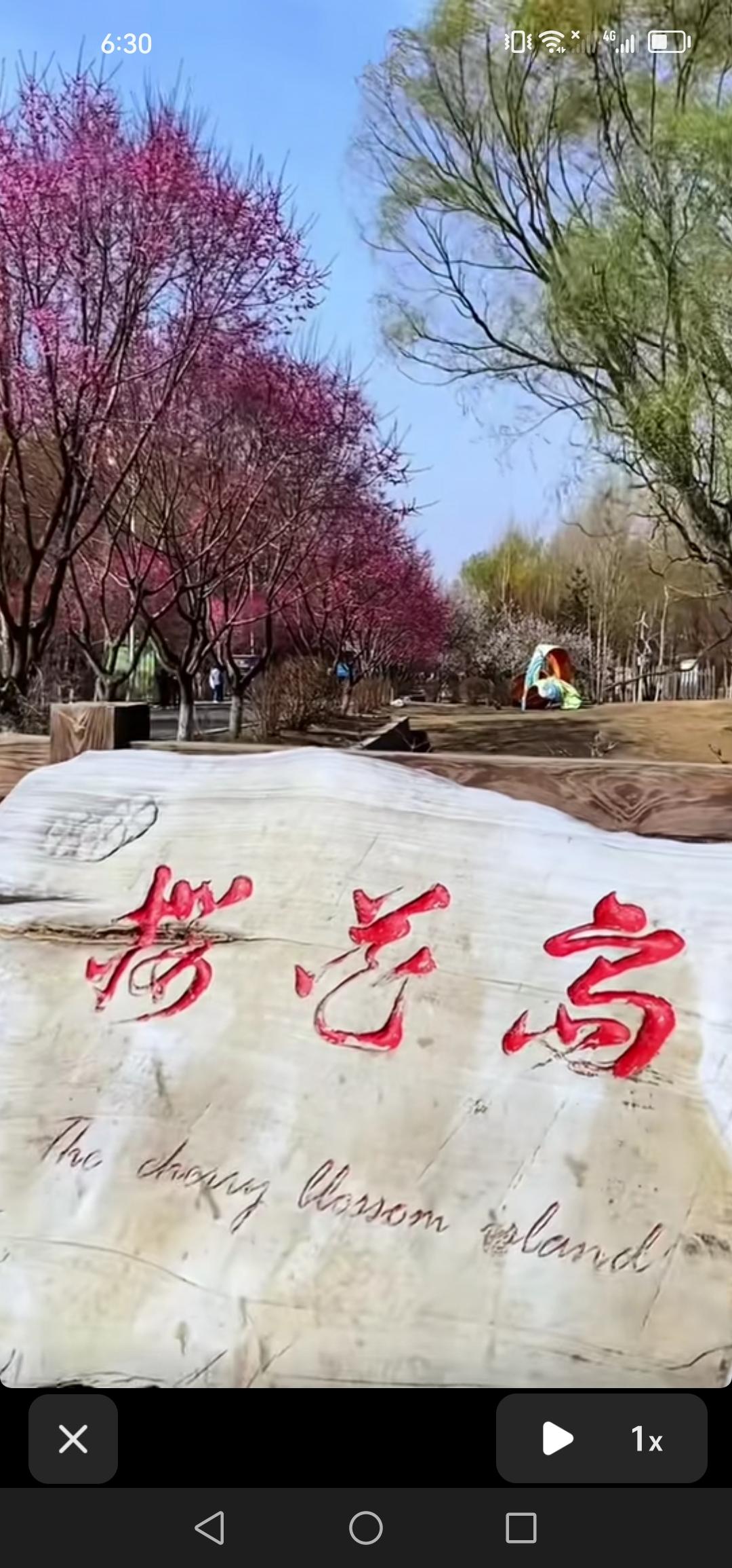 4月21号，长春樱花岛的杏花开了，实在是太美了！

此时，长春樱花岛的杏花和樱花